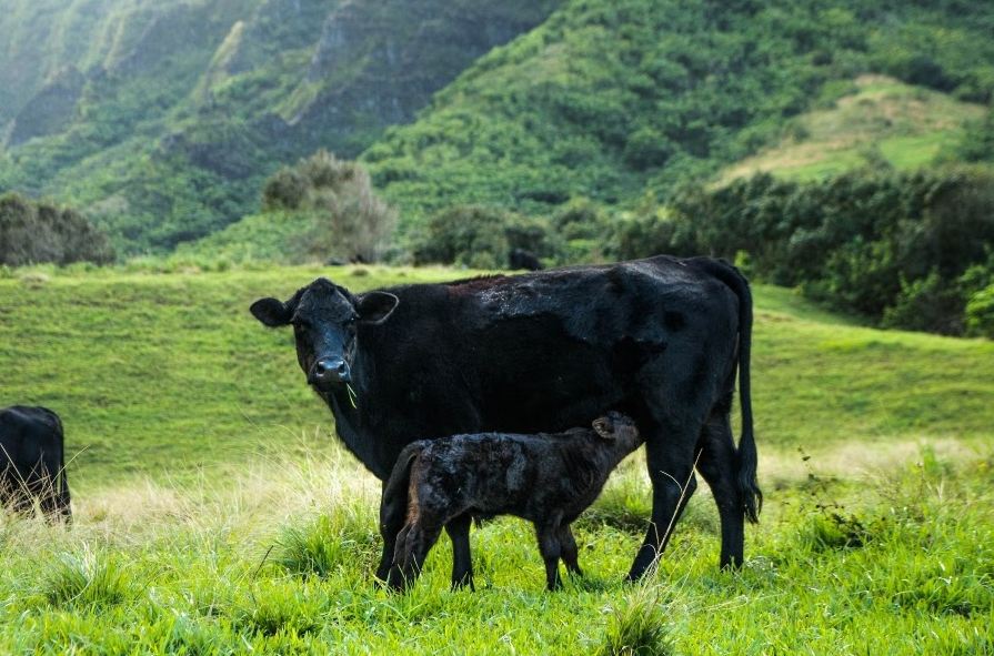 Las razas bovinas de Chile