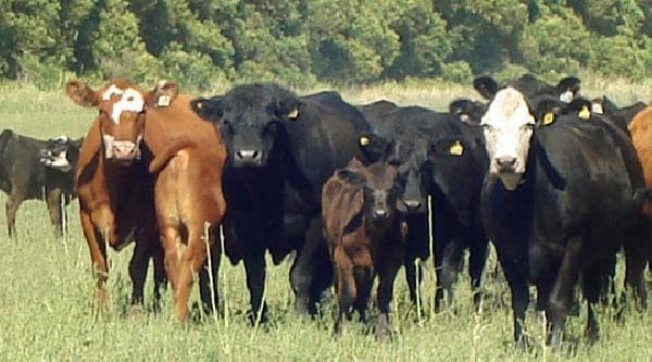 Las 3 principales razas de bovinos de carne