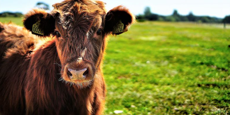 ¿Cómo criar ganado vacuno para obtener carne de mejor calidad?