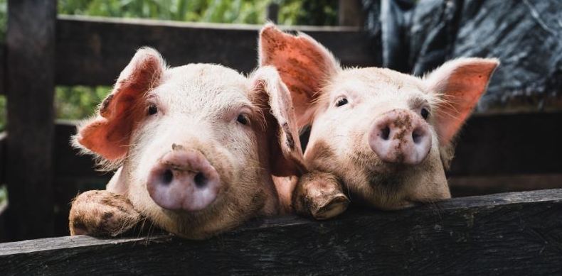 8 cuidados para la crianza y alimentación del cerdo