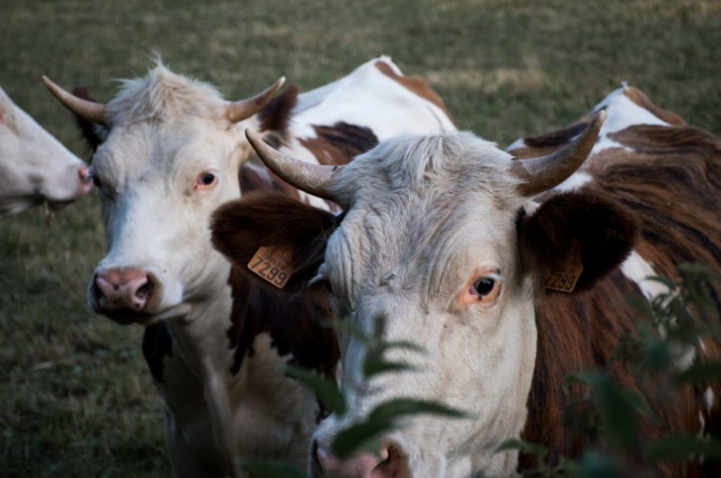 ¿Cómo se alimenta el ganado durante su crianza?