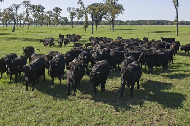 4 datos interesantes de la producción de ganado para carnes